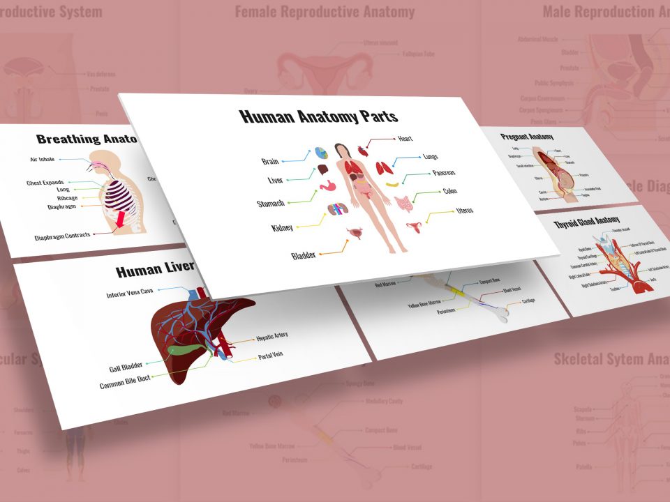 Human Organs Presentation Template